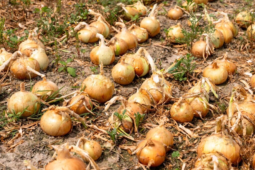 Mercadona-Origem-Cebola-1